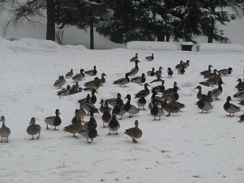 IMG_3464.JPG - Kaczki