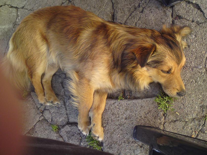 DSC00271.JPG - Misia. Albo Misiek?