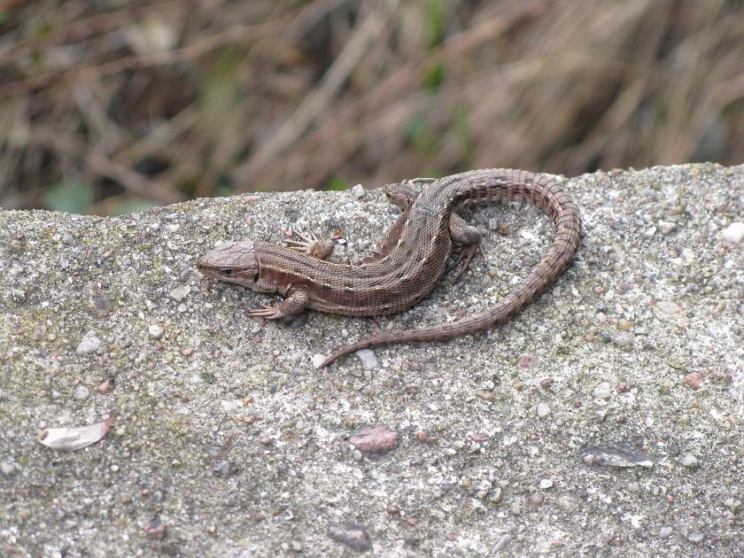 IMG_3988.JPG - Jaszczurka