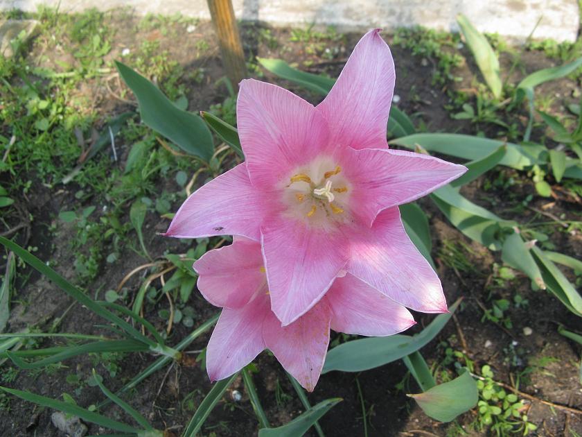 IMG_0985.JPG - Kwiatki u babci na działce