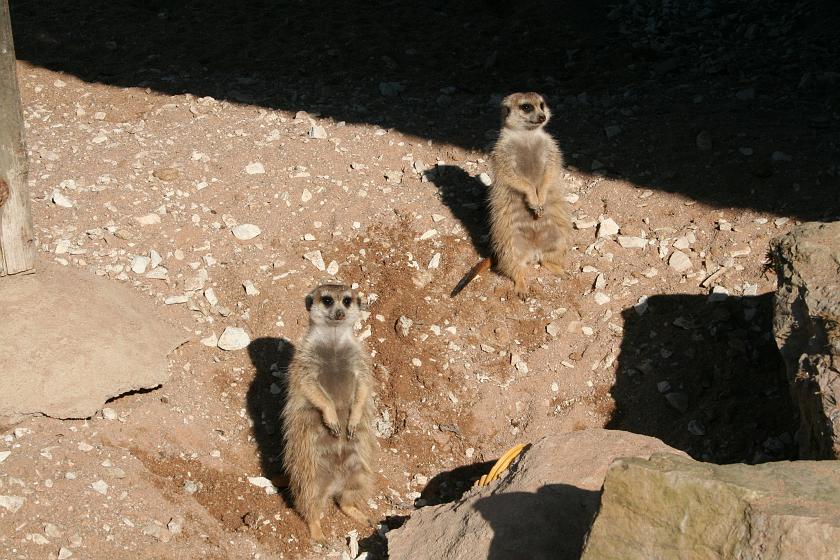 IMG_7825.JPG - Surykatki w Tierpark Rheinböllen