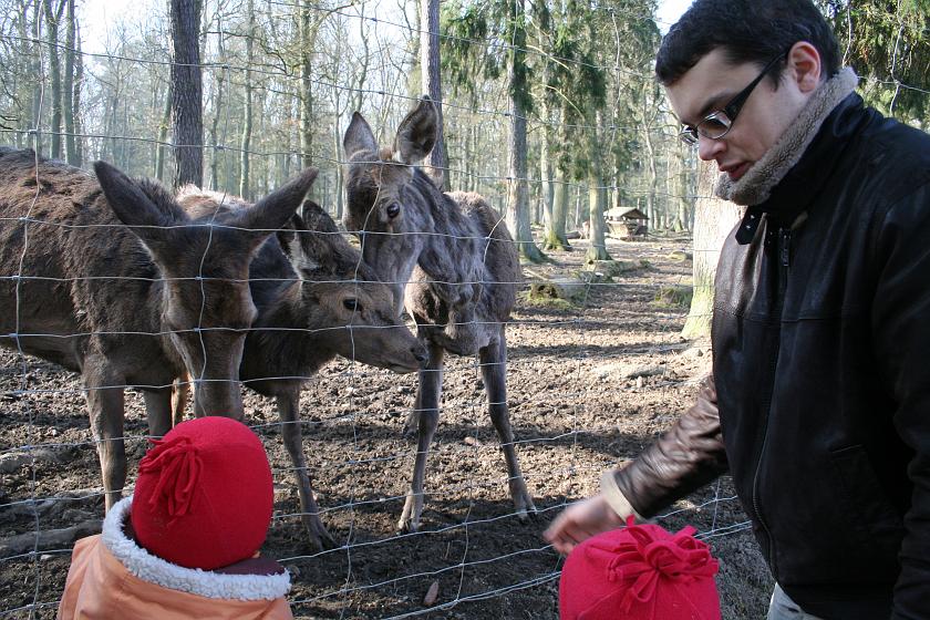 IMG_7859.JPG - Karmienie jelonków w Tierpark Rheinböllen
