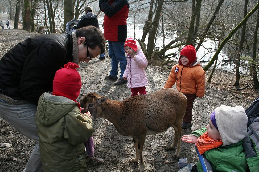 IMG_7972.JPG - Karmienie muflonów w Tierpark Rheinböllen