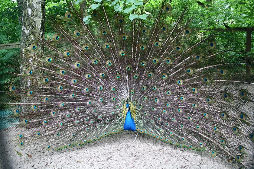 IMG_9942.JPG - Paw w rozmiarze 2x2