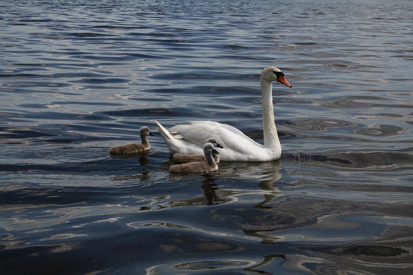 IMG_0448.JPG - Łabędzie na Zalewie Sulejowskim