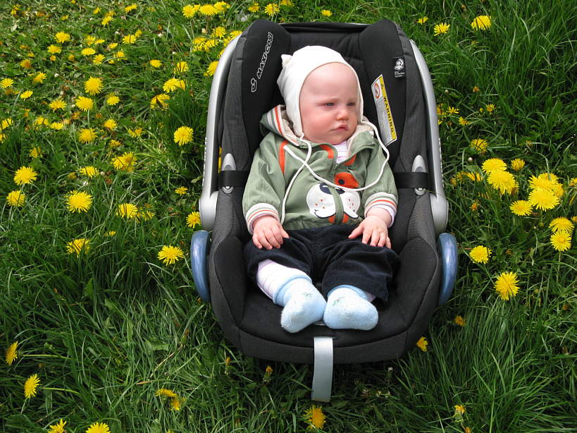 20080510-1203-wojtek.jpg - (2008-05-10) Wojtek wśród mlecza (2)